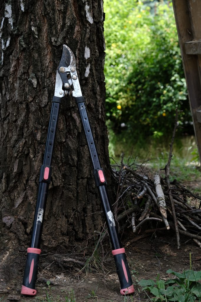 Entretien du jardin, élagage des arbres estce au locataire de payer